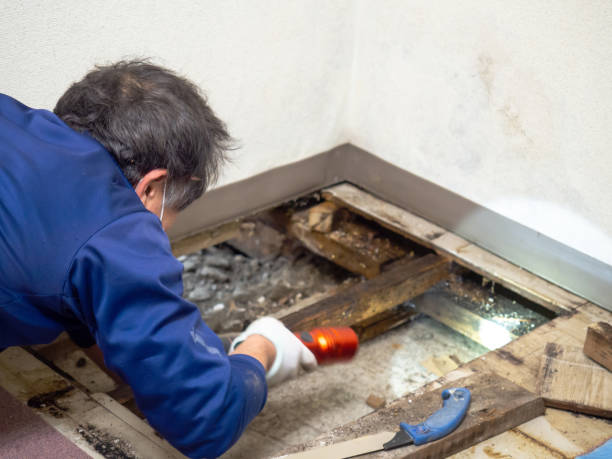 Best Water Damage Restoration  in Licking, MO