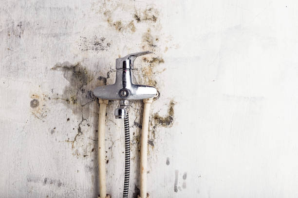 Certified Mold Removal in Licking, MO