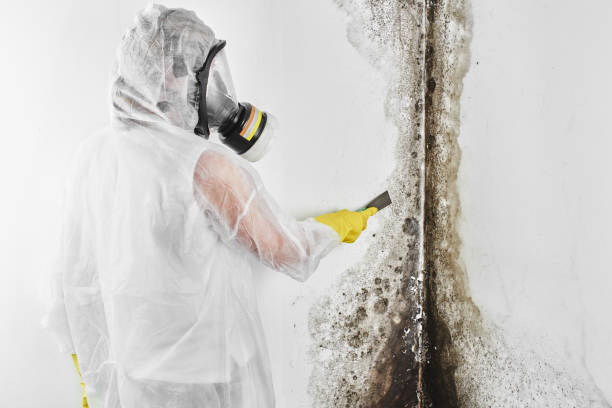 Mold Testing and Removal in Licking, MO