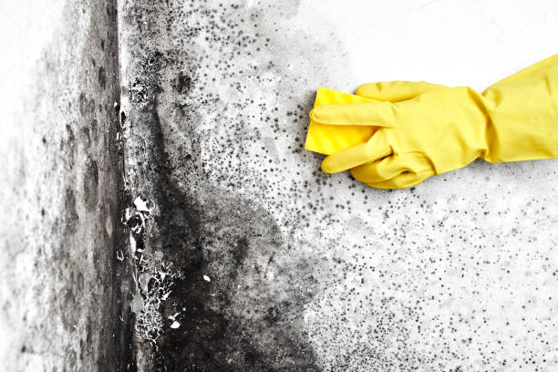 Best Certified Mold Removal  in Licking, MO