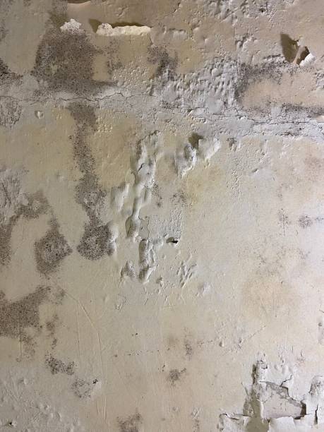 Best Same-Day Mold Removal  in Licking, MO