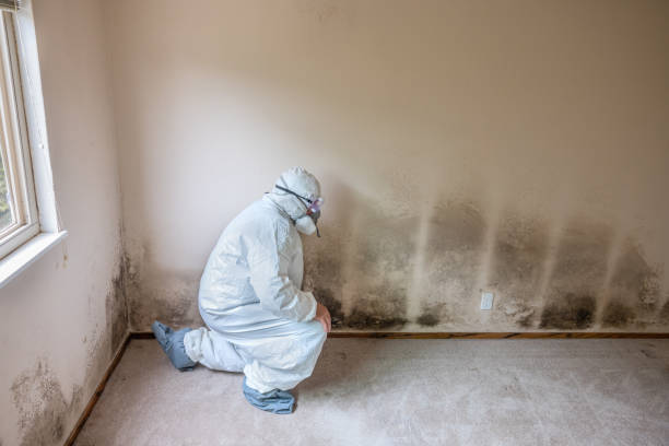 Best Local Mold Removal Service  in Licking, MO
