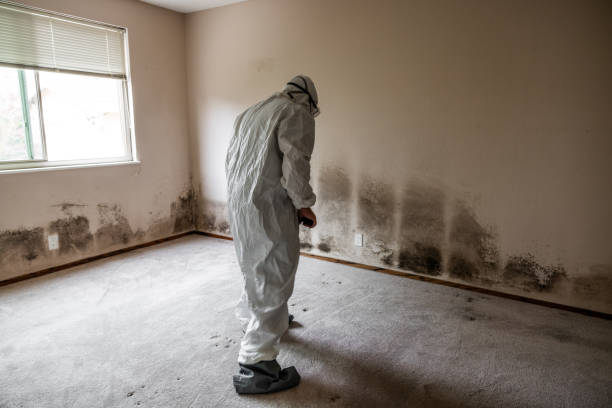 Office Mold Removal Services in Licking, MO
