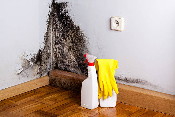 Best Commercial Mold Removal  in Licking, MO