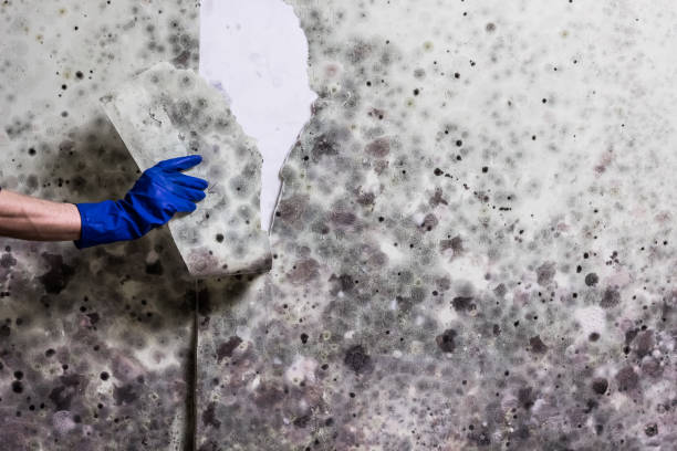 Best Mold Testing and Removal  in Licking, MO