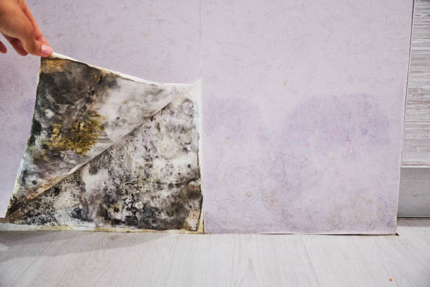 Best Certified Mold Removal  in Licking, MO